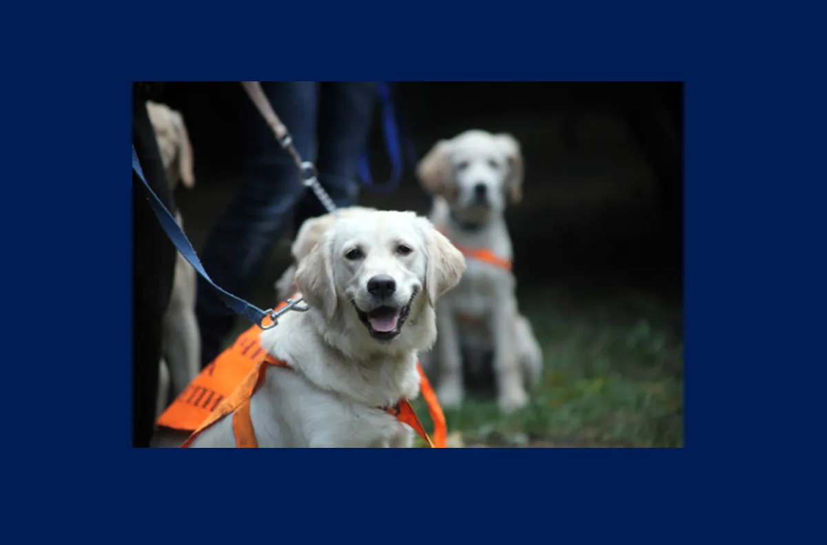 Очи на 4 лапи е единственото училище в България за