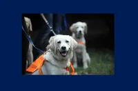 Очи на 4 лапи - как незрящите в България се сдобиват с куче водач