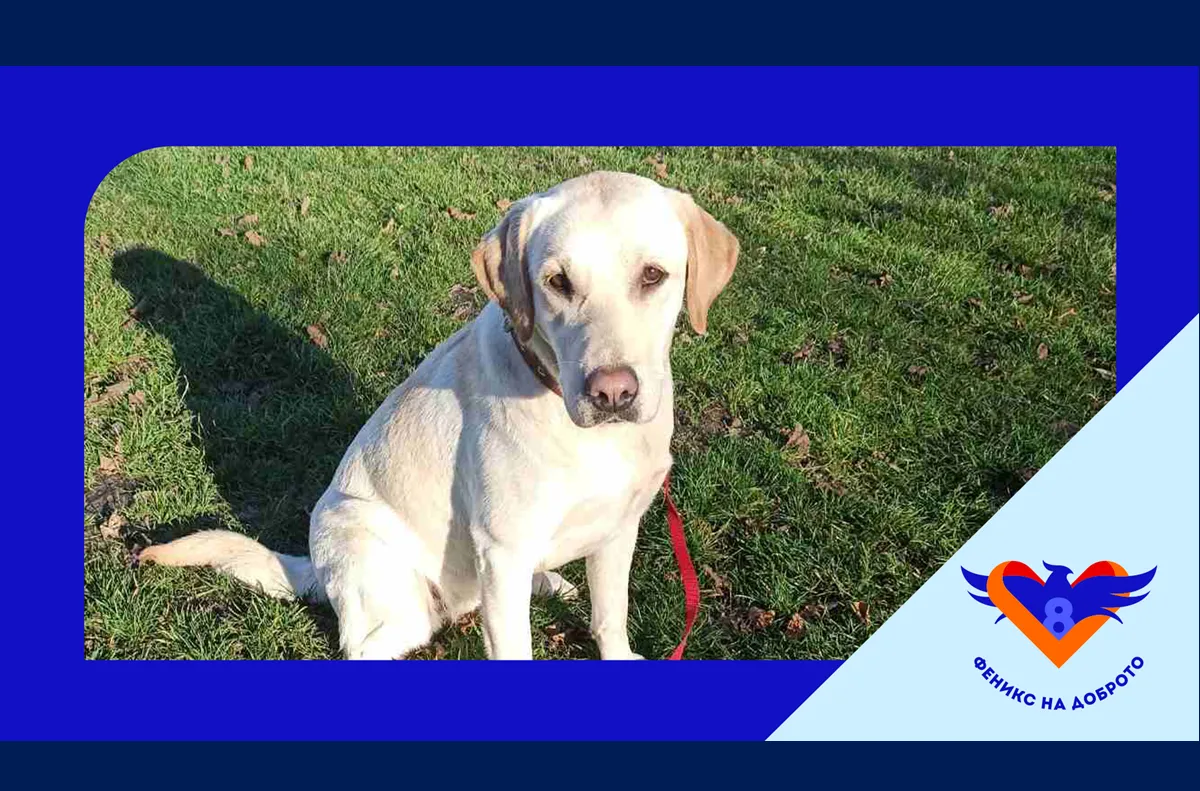 В момента Холи 8888 се отглежда от приемно семейство Инициативата