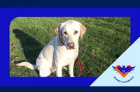 „Феникс на доброто“ и 8888.bg поемат изцяло обучението на куче водач