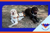 Каузата „Очи на 4 лапи“ – всеки може да помогне