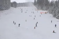 Пускат Витошко лале на Витоша в четвъртък